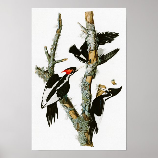 Elfenbeinspecht Audubon Birds of America Poster (Vorne)