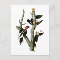 Elfenbeinspecht Audubon Birds of America