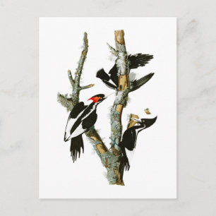 Elfenbeinspecht Audubon Birds of America Postkarte