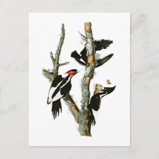 Elfenbeinspecht Audubon Birds of America Postkarte