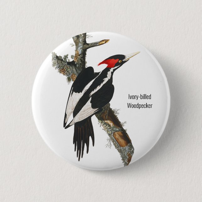 Elfenbeinspecht, Audubon, Vogelbeobachtung Button (Vorderseite)