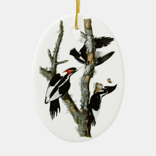 Elfenbeinspecht von Audubon Keramik Ornament