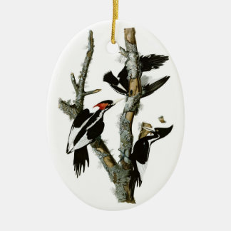 Elfenbeinspecht von Audubon Keramik Ornament