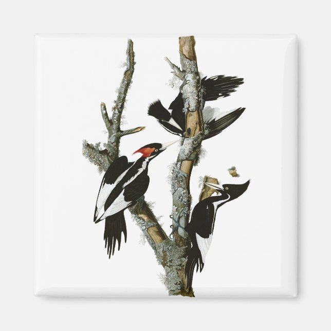 Elfenbeinspecht von Audubon Magnet (Vorne)
