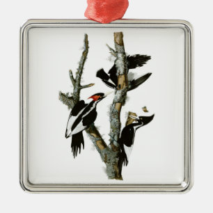 Elfenbeinspecht von Audubon Ornament Aus Metall