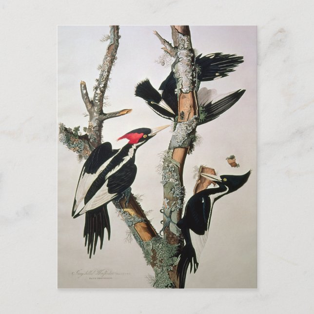 Elfenbeinspecht von "Birds of America" Postkarte (Vorderseite)