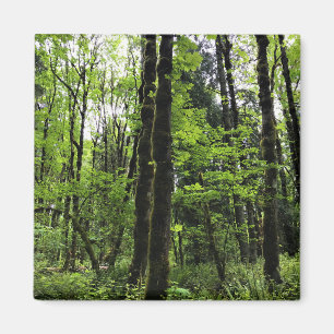 Elijah Bristow Staat Park, Dexter, Oregon Magnet