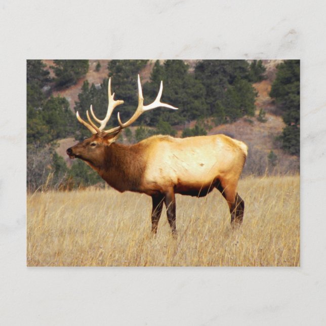 Elk at Fort Niobrara National Wildlife Refugium Postkarte (Vorderseite)