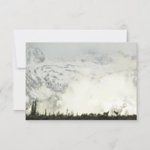 Elk at Grand Teton National Park Fotografy