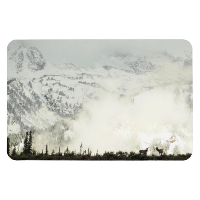 Elk at Grand Teton National Park Fotografy Magnet (Horizontal)
