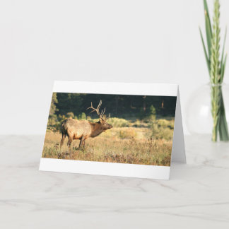 Elk Buck Karte