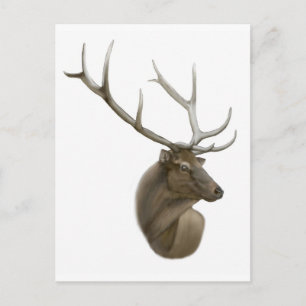 Elk Buck Postcard Postkarte