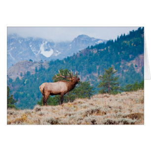 Elk (Cervus elephus)