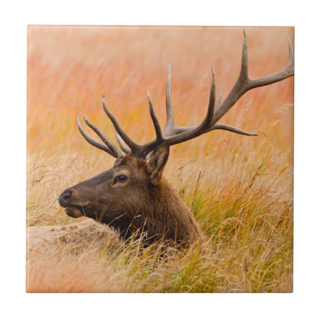 Elk (Cervus elephus) Resting In Meadow Grass Fliese (Vorderseite)