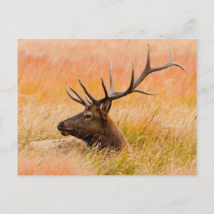 Elk (Cervus elephus) Resting In Meadow Grass Postkarte
