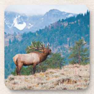 Elk (Cervus elephus) Untersetzer