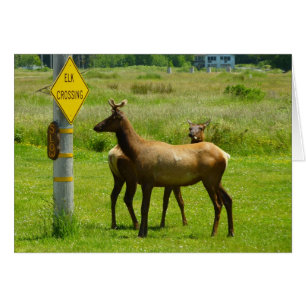 Elk Crossing California Wildlife Fotografie