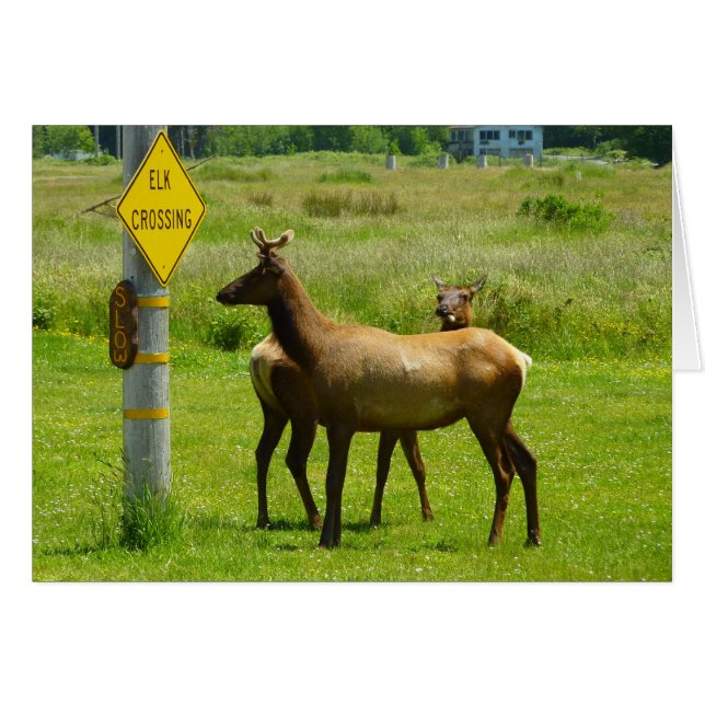 Elk Crossing California Wildlife Fotografie (Vorderseite (Horizontal))
