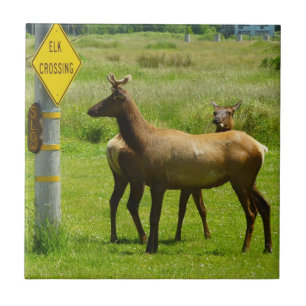 Elk Crossing California Wildlife Fotografie Fliese