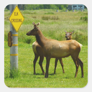 Elk Crossing California Wildlife Fotografie Quadratischer Aufkleber