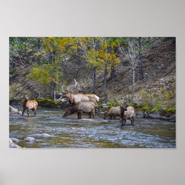 Elk Herd im Big Thompson River Poster (Vorne)