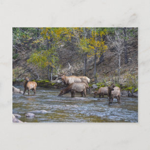 Elk Herd in The Big Thompson, Colorado Postkarte