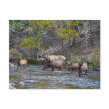 Elk Herd in The Big Thompson, Colorado