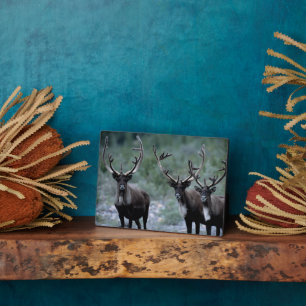 Elk Herd   Mt. Baring, Washington Fotoplatte