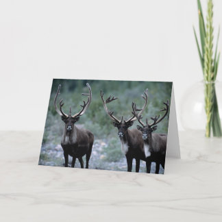 Elk Herd | Mt. Baring, Washington Karte