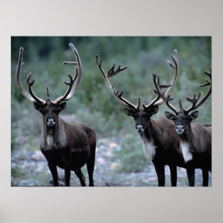 Elk Herd | Mt. Baring, Washington Poster