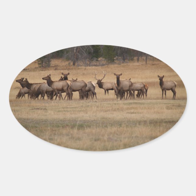 Elk Herd Oval Sticker (Vorderseite)