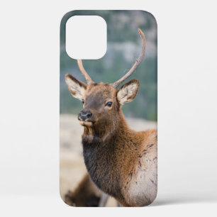 ELK IN ROCKY MOUNTAIN NATIONAL PARK - ELK HERK GR Case-Mate iPhone HÜLLE