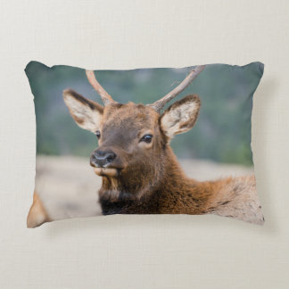 ELK IN ROCKY MOUNTAIN NATIONAL PARK - ELK HERK GR DEKOKISSEN