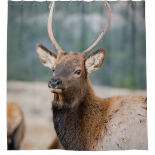 ELK IN ROCKY MOUNTAIN NATIONAL PARK - ELK HERK GR DUSCHVORHANG