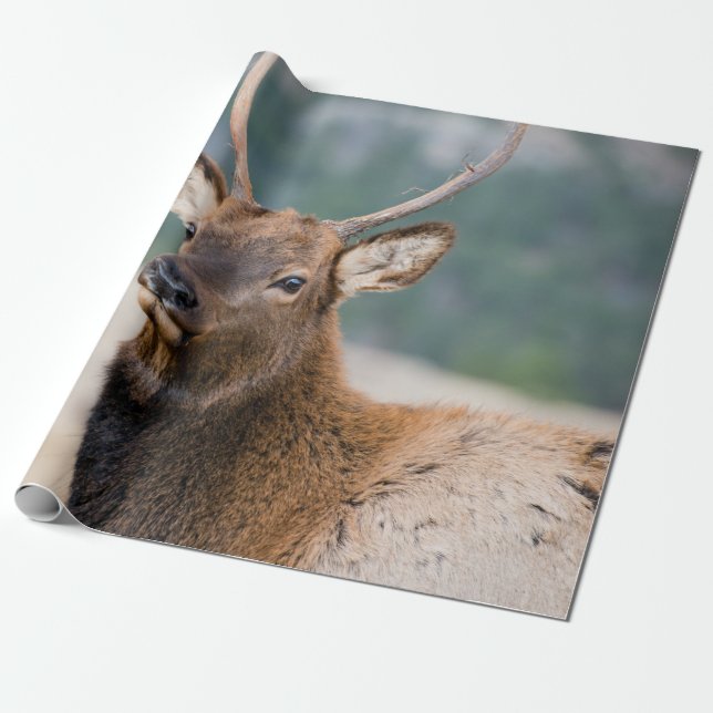 ELK IN ROCKY MOUNTAIN NATIONAL PARK - ELK HERK GR GESCHENKPAPIER (Ungerollt)