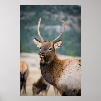 ELK IN ROCKY MOUNTAIN NATIONAL PARK - ELK HERK GR POSTER