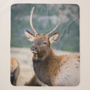 ELK IN ROCKY MOUNTAIN NATIONAL PARK - ELK HERK GR SHERPADECKE