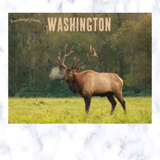 Elk in Washington USA Postkarte (Von Creator hochgeladen)