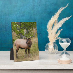Elk Lake Village Yellowstone Nationalpark Wyoming Fotoplatte
