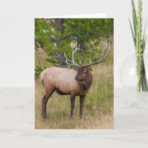 Elk Lake Village Yellowstone Nationalpark Wyoming Karte