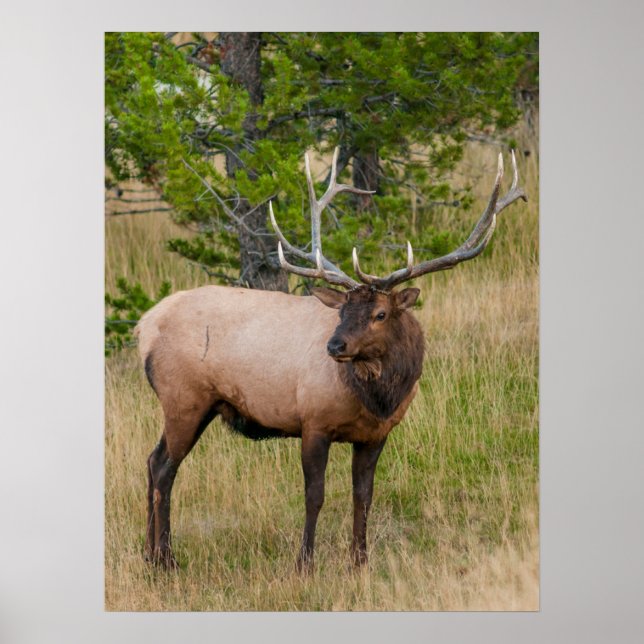Elk Lake Village Yellowstone Nationalpark Wyoming Poster (Vorne)