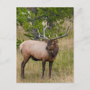 Elk Lake Village Yellowstone Nationalpark Wyoming Postkarte