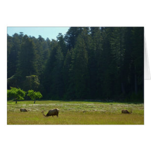 Elk Meadow im Redwood-Nationalpark