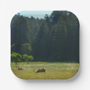 Elk Meadow im Redwood-Nationalpark Pappteller