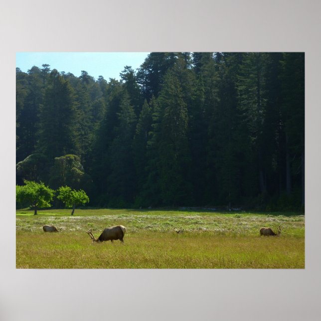 Elk Meadow im Redwood-Nationalpark Poster (Vorne)