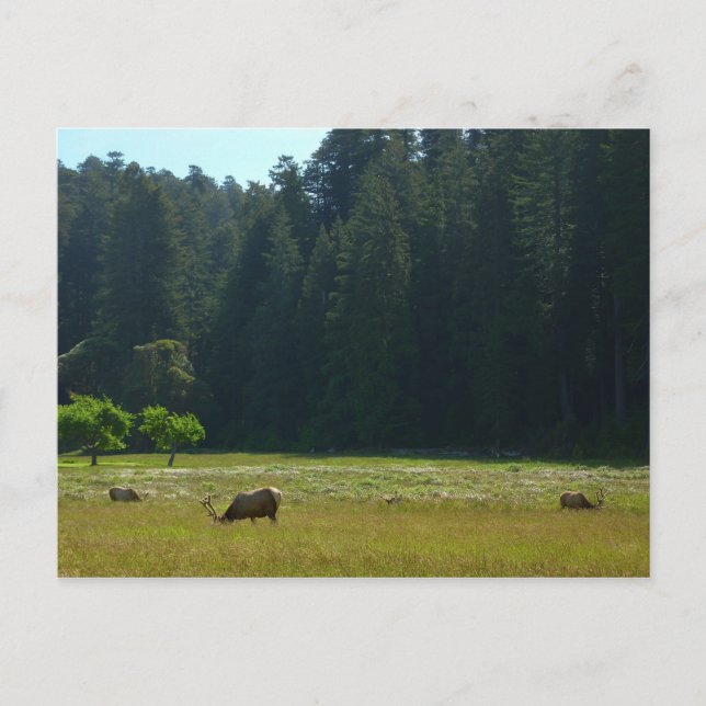 Elk Meadow im Redwood-Nationalpark Postkarte (Vorderseite)