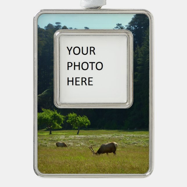 Elk Meadow im Redwood-Nationalpark Rahmen-Ornament Silber (Vorderseite)