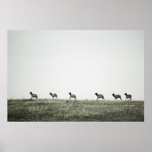 Elk P2799 Print Poster
