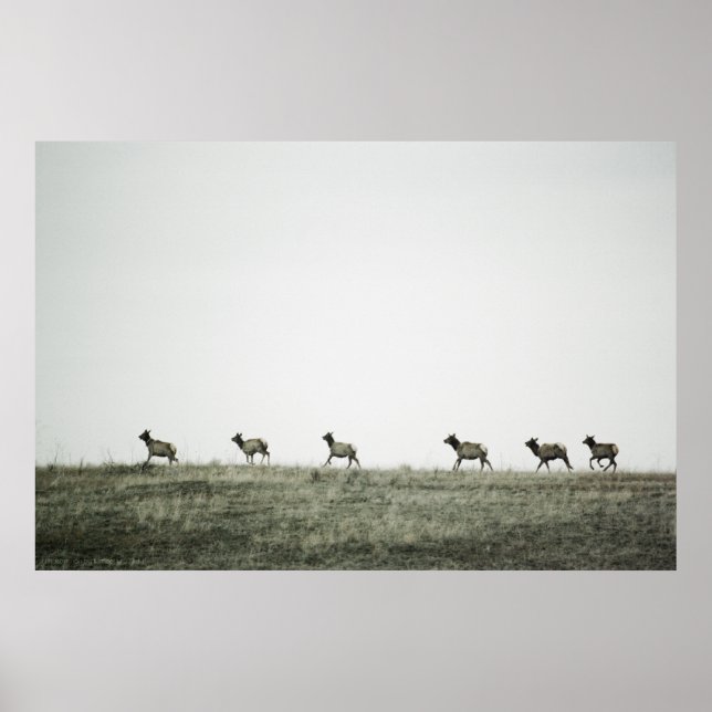 Elk P2799 Print Poster (Vorne)