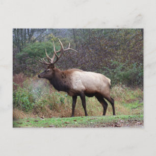Elk Postcard Postkarte